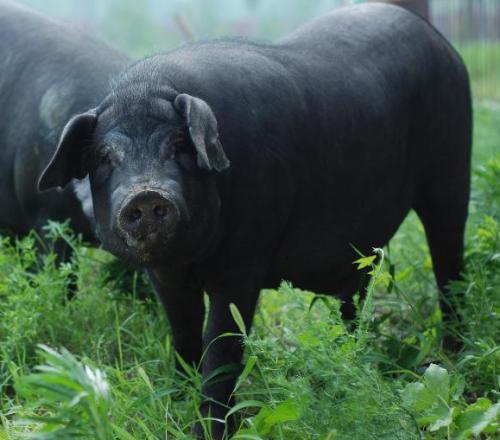 都说养猪讲究的是养殖技术，那么到底要怎么养？