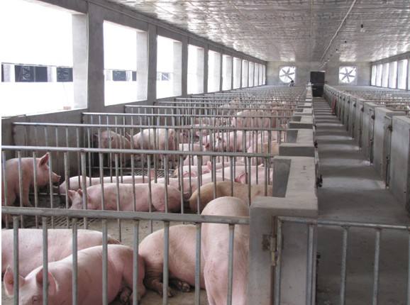 养猪场里猪粪经过有机肥设备处理的环保优势有哪些？