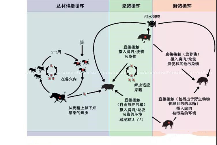 非洲猪瘟：非瘟的传播途径有哪些？