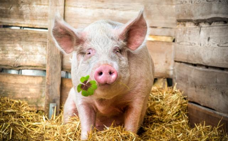 宁波市出台生猪新增产能奖补政策，为进一步促进生猪产业的发展！