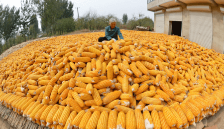 农产品供需形势分析月报：玉米高位运行 豆粕小幅上涨