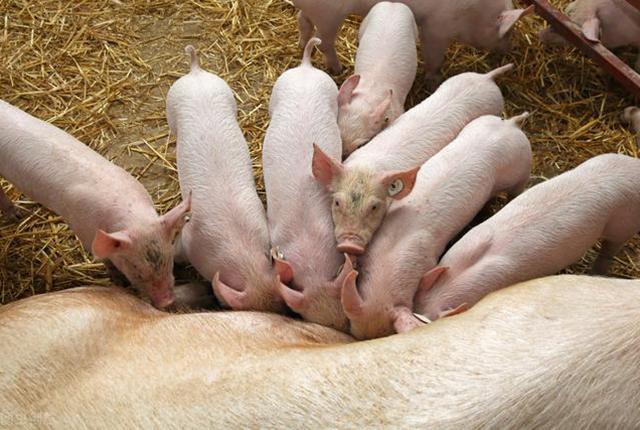饲料价格连涨3个月，养猪成本每头增加300元，涨到头了吗？