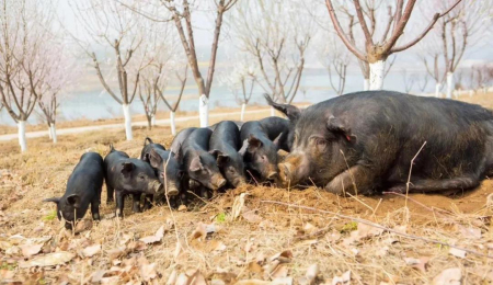 　家育集团正在培育的赤怀黑猪