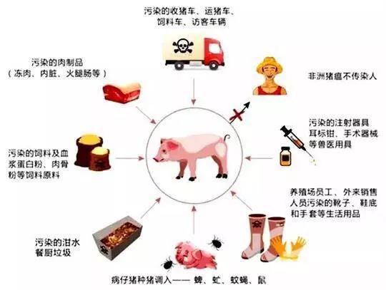 非瘟