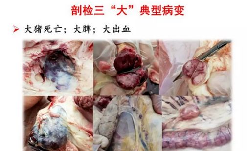 非瘟