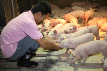 　家育种猪近年的PSY和总产仔数指标