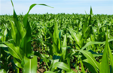 玉米价格最新行情预测 市场将进入冷静期