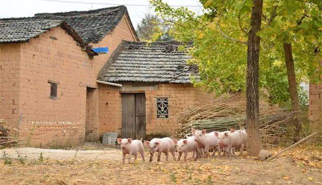50万吨储备肉投放市场！为何猪肉价格却不见跌？啥时能吃便宜肉？
