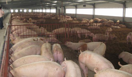 到2022年，青岛生猪屠宰加工总量达500万头