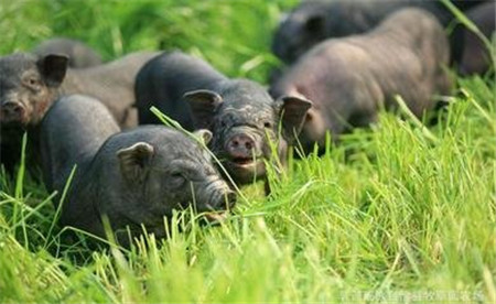 猪肉又要涨价了？加拿大枫叶食品因疫情暂停对中国猪肉出口