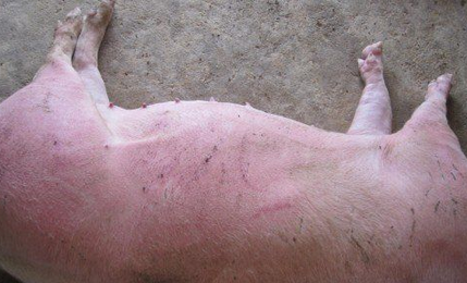 常见养猪中毒的各项中毒原因，以及该做如何救治的方法