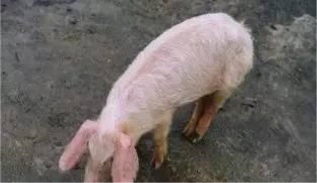 如何通过观察淋巴结的颜色判断猪的健康情况？