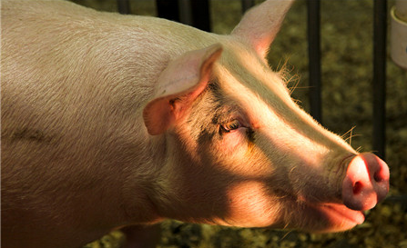 四川雅安市召开全市生猪生产推进工作电视电话会议
