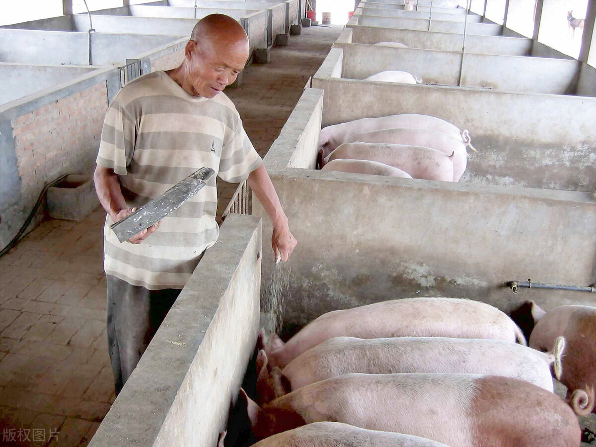 放开农民养猪是降低肉价“最快”的措施，为啥现在农村仍禁养？