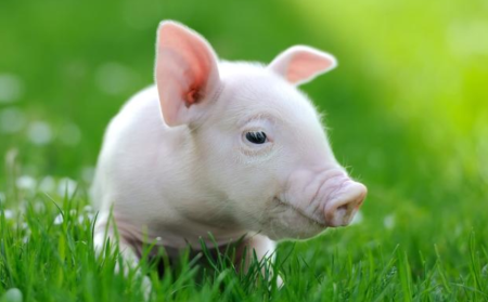 8月22日全国10公斤仔猪价格表，辽宁昌图今日仔猪均价为1400元每头！