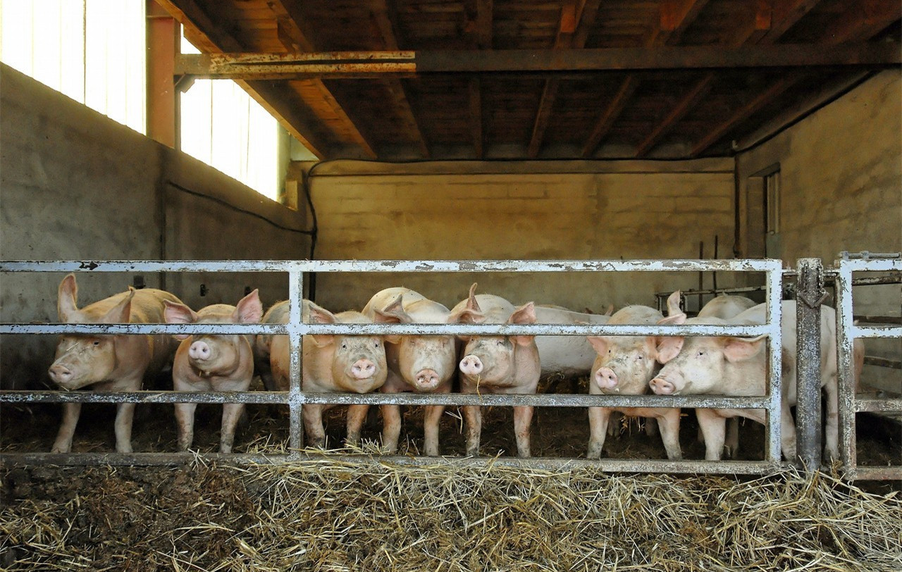 市畜牧兽医服务中心督导生猪稳产保供和畜禽粪污资源化利用工作