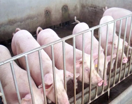 生猪养殖缺地缺资金？业内：努力改善防疫条件和养殖环境，提升猪场竞争力！