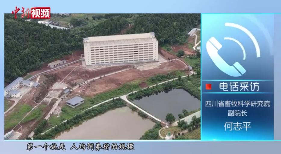  探访四川“养猪大楼”：生猪规模化养殖的未来？