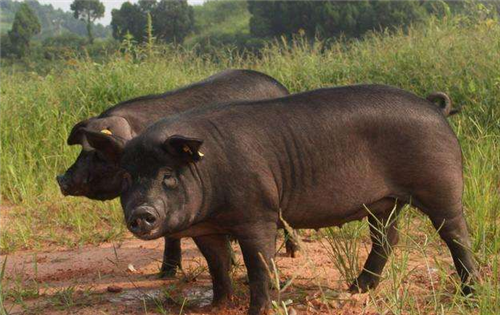 正邦猪场丢失491头仔猪，是员工报复，甚至想过投毒杀猪来泄愤！
