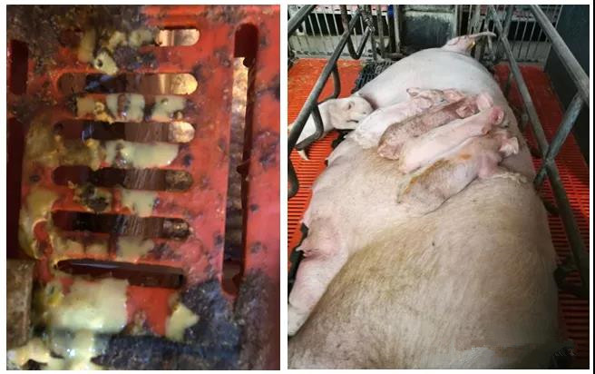 猪病防治：一种新的猪病毒性腹泻感染案例分享