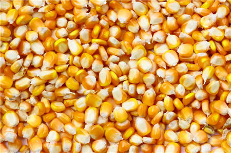 玉米行情走低，短期或继续弱势运行