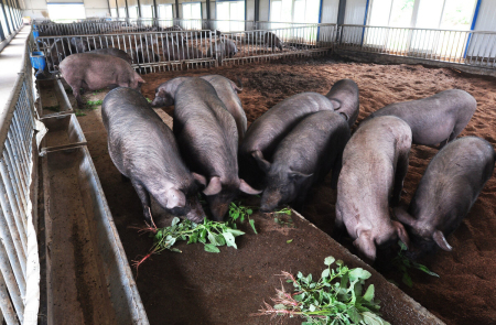 猪场管理：秋冬季育肥猪饲养关键在哪里？