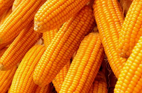 农业农村部：全年玉米市场供给总量充足 不宜持续囤粮看涨