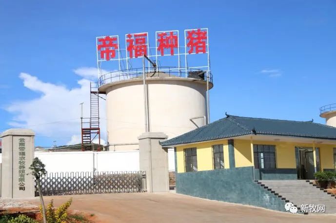 云南种猪基地