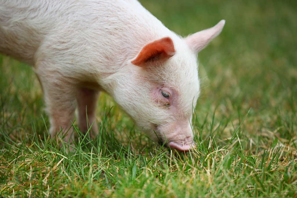 8月28日全国10公斤仔猪价格表，全国仔猪均价为120元每公斤！