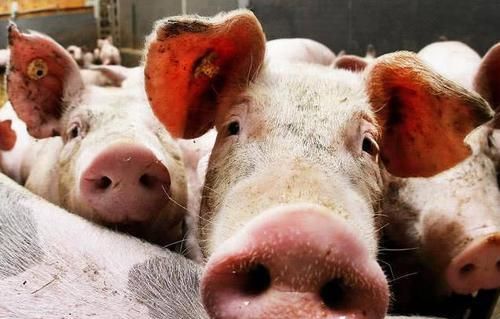 现在猪肉价格这么高，为何很多散养户却在退出养猪行业呢？