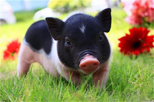 8月28日全国15公斤仔猪价格表，全国来看，吉林仔猪均价为1400元每头！