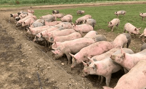 山东聊城市高新区：生猪养殖成为富民强村产业