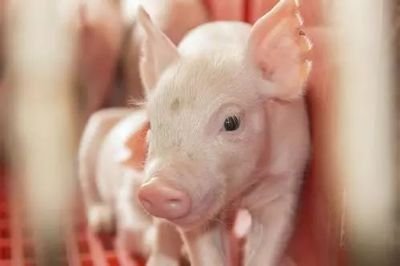 8月30日全国20公斤仔猪价格表，仔猪价格偏高，大部分地区一头仔猪价格仍在2000元以上！
