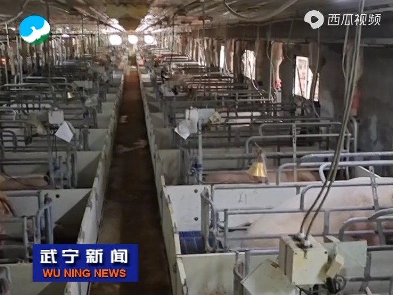 江西：武宁县推进生猪规模养殖 促进产业转型升级