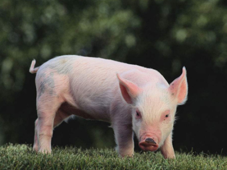 9月4日全国15公斤仔猪价格表，受生猪价格下降影响，仔猪价格相对较平稳！