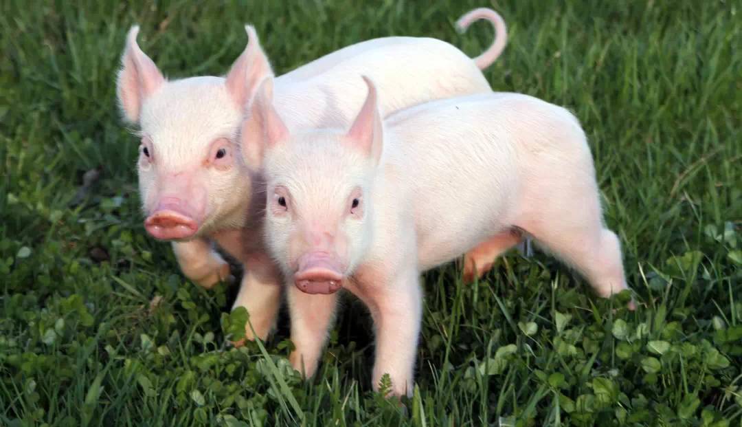9月7日全国10公斤仔猪价格表，全国仔猪报价不低于1500元/头！