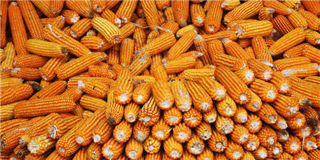 9月7日饲料原料价格：玉米季节性下跌达成共识，豆粕保持涨势！