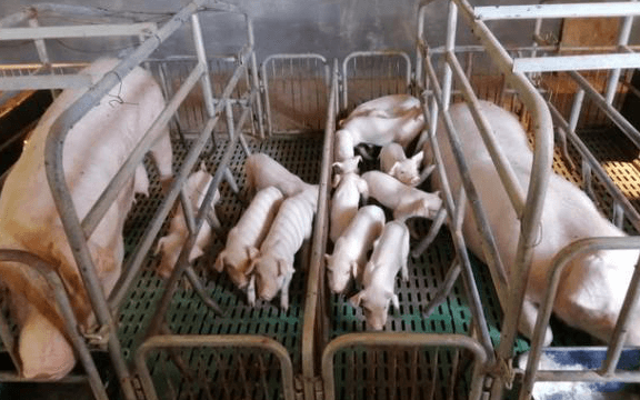 养猪