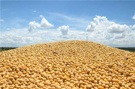 9月8日全国豆粕价格行情，下半年供给量有限，豆粕行情逐步走高！