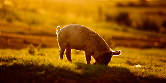 中国生猪产业转型升级要实现“四化”