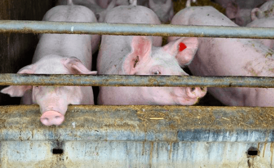 安徽岳西：政策性育肥猪保险“护航”生猪养殖发展