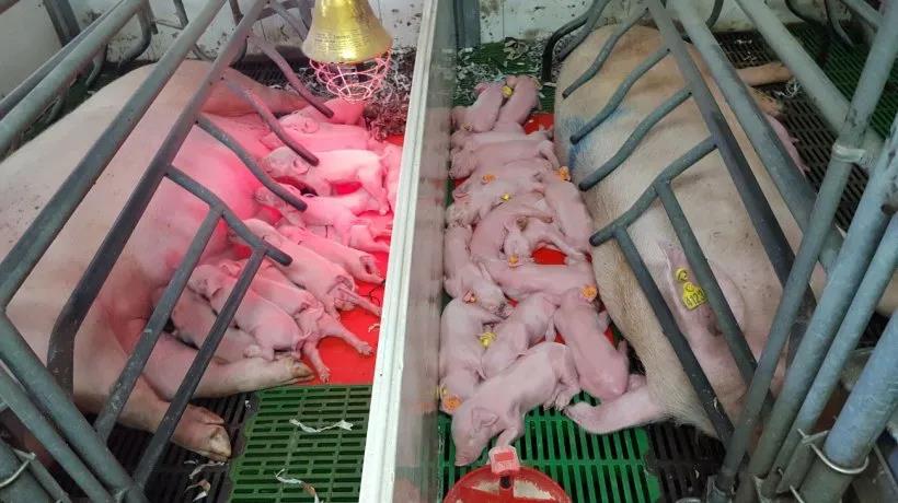 猪场分娩管理：预防产程过长是高产猪管理的关键措施