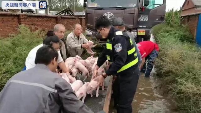 台风“海神”来袭 黑龙江两养猪场2000余头受困生猪紧急转移