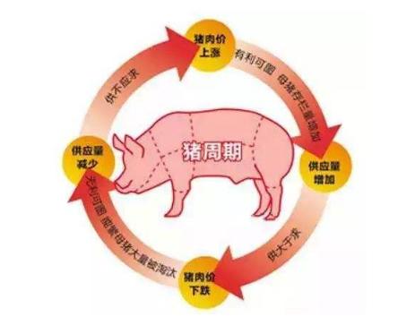 猪周期