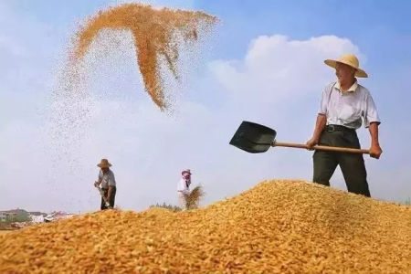 玉米市场台风影响有限，天气炒作期现两重天！