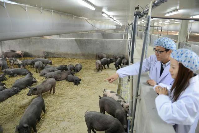 贵州安顺西秀区：“生猪代养”模式为大小养殖户带来双赢