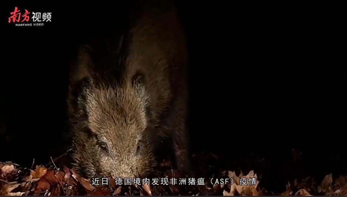 德国现非洲猪瘟引发养猪业担忧：若中国暂停进口，损失极大