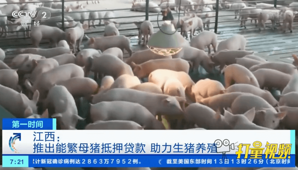 想养猪但没钱？江西推出能繁母猪抵押贷款，详情看这里