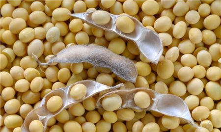 豆粕