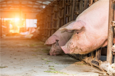 高春胜：环保发酵床上 建起“快乐养猪场”